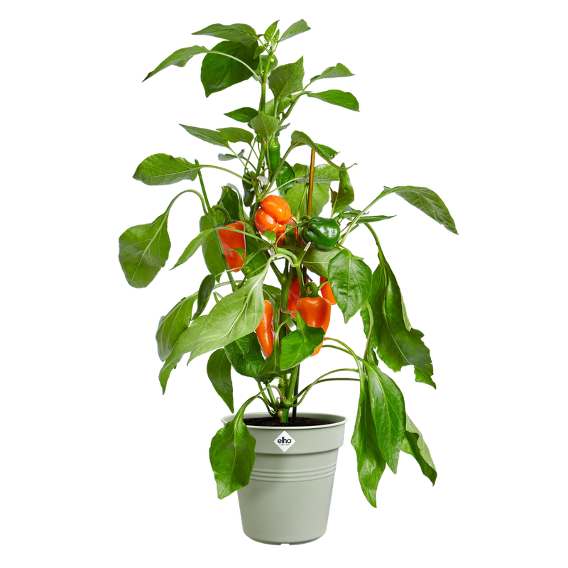 Elho Green Basics Growpot range – planted display