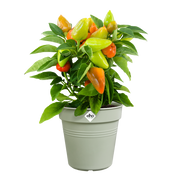 Elho Green Basics Growpot range – planted display