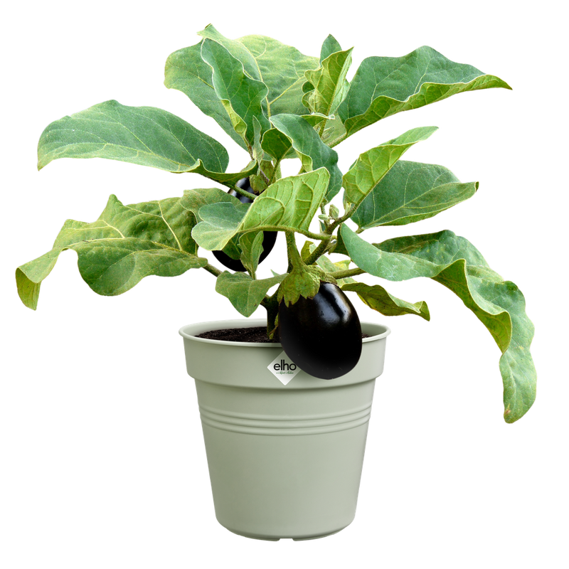 Elho Green Basics Growpot range – planted display