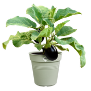 Elho Green Basics Growpot range – planted display
