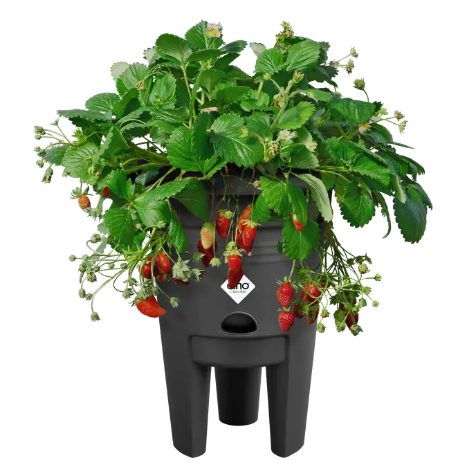 Green Basics Strawberry Pot 33cm Living Black