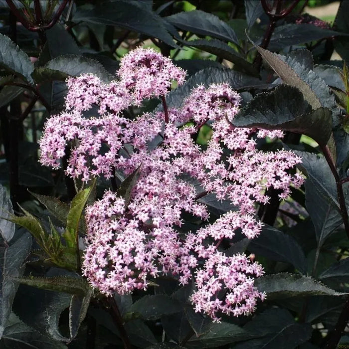 Sambucus Nigra 'Black Lace' (7.5 Litre)