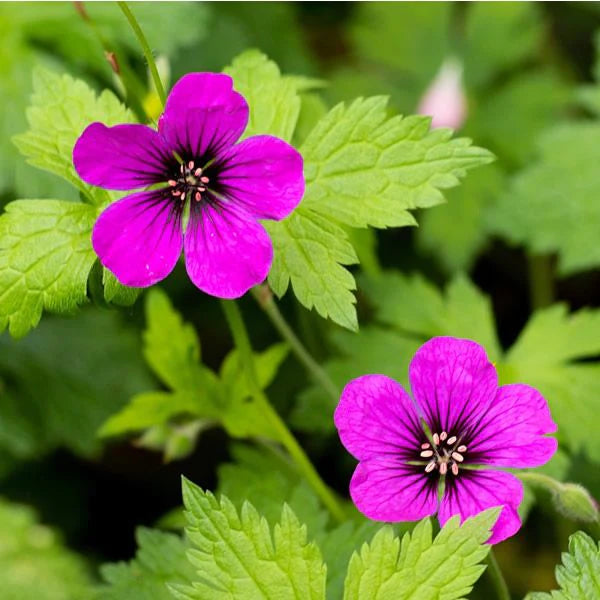 Geranium 'Ann Folkard' (2 Litre)