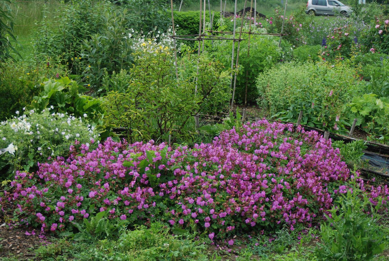 Geranium cantabri Karmina 2L
