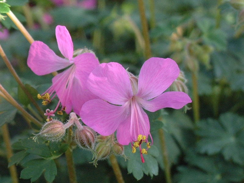Geranium cantabrigiense 'Westray' 2L