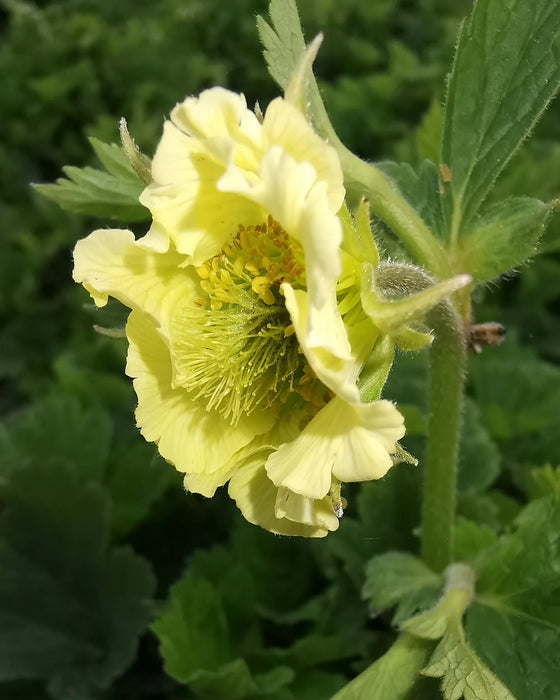 Geum 'Tales of Hex' 2L