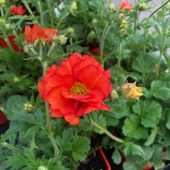 Geum 'Fiery Tempest'
