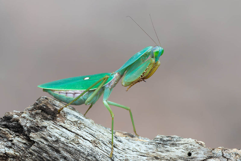 CB Timor Shield Mantis