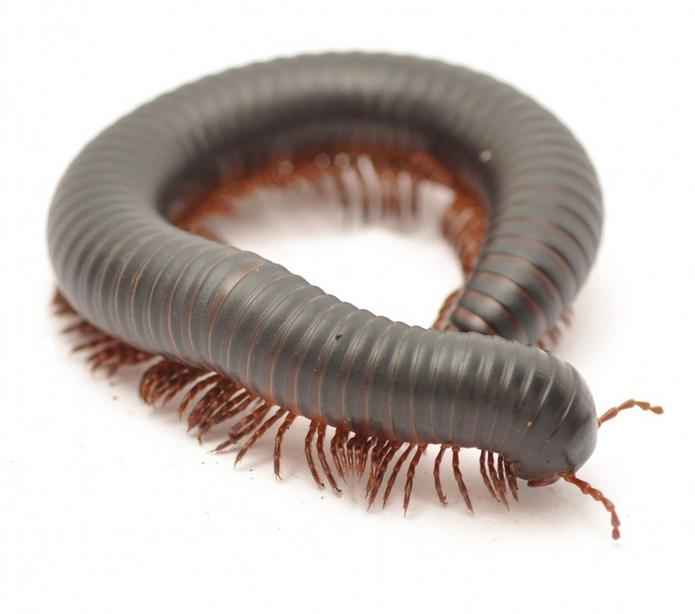 African Train Millipede