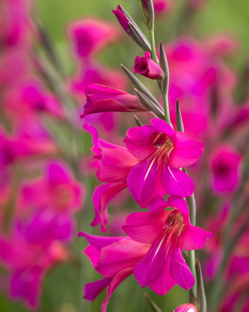 Gladiolus communis Ssp Byzantinus (10 Bulbs Per Pack)