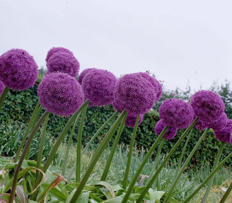 Allium 'Globemaster' (1 Pack)