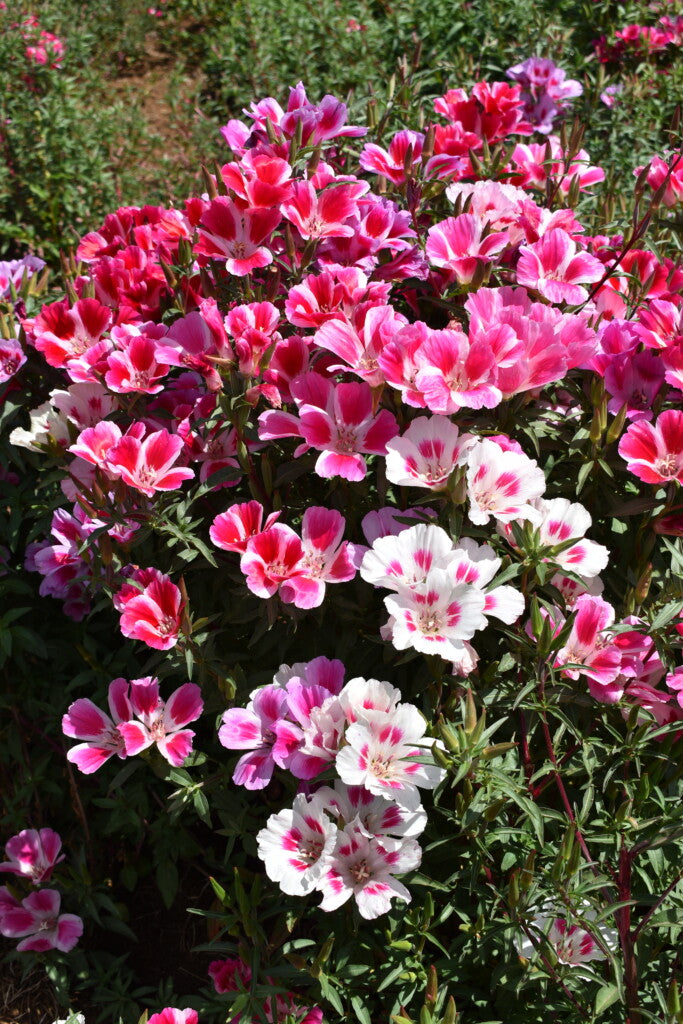 Godetia Improved Dwarf Mix