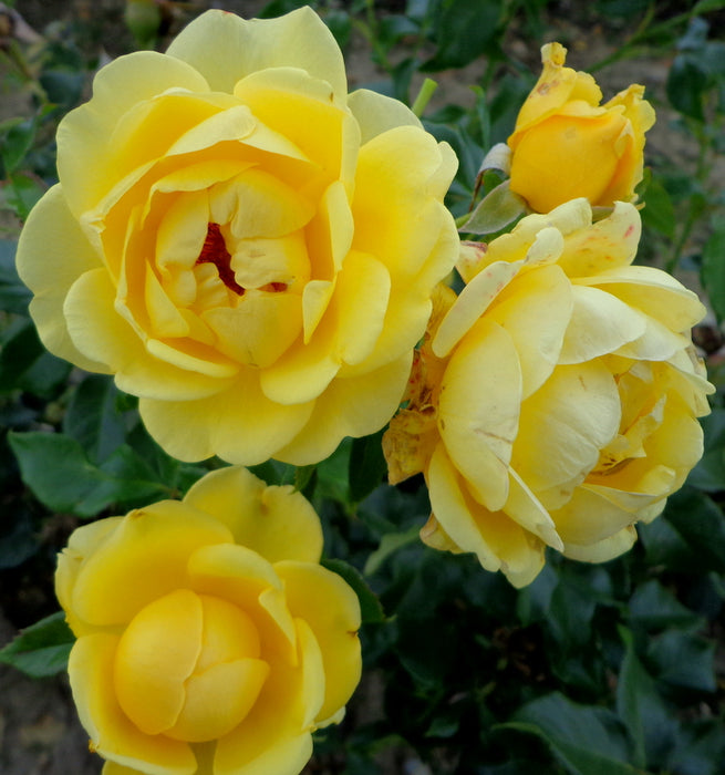 Happy Golden Wedding Floribunda Rose 3.5 Litre