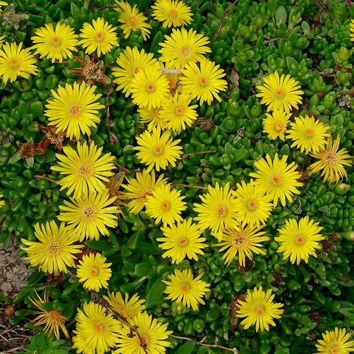 Lampranthus Yellow (9cm)