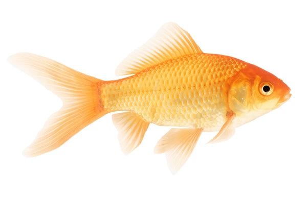 Common Goldfish 3-4"