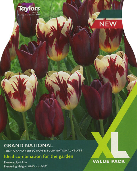 Tulip Grand National Bulbs (XL)