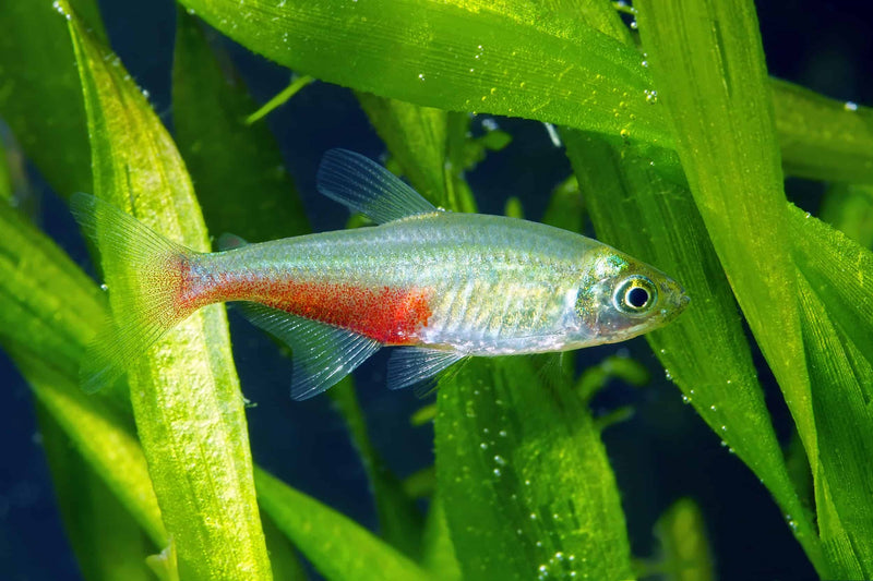 Green Fire Tetra | Aphyocharax rathbuni