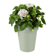 Elho Green Basics Top Planter High 35cm Stone Green – planted display