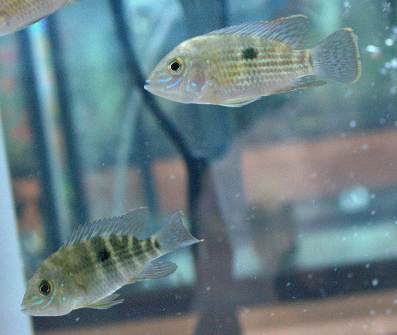 Green Terror Cichlid (M)