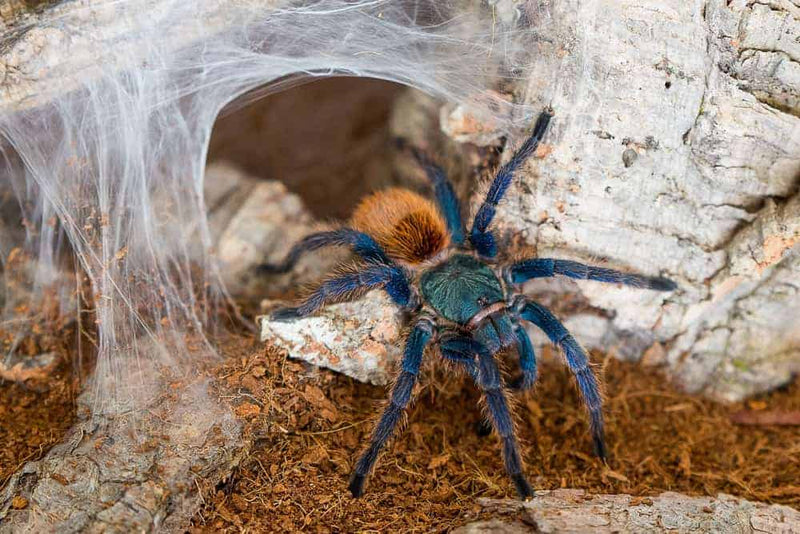 Greenbottle Blue Tarantulas | Chromatopelma Cyaneopubescens