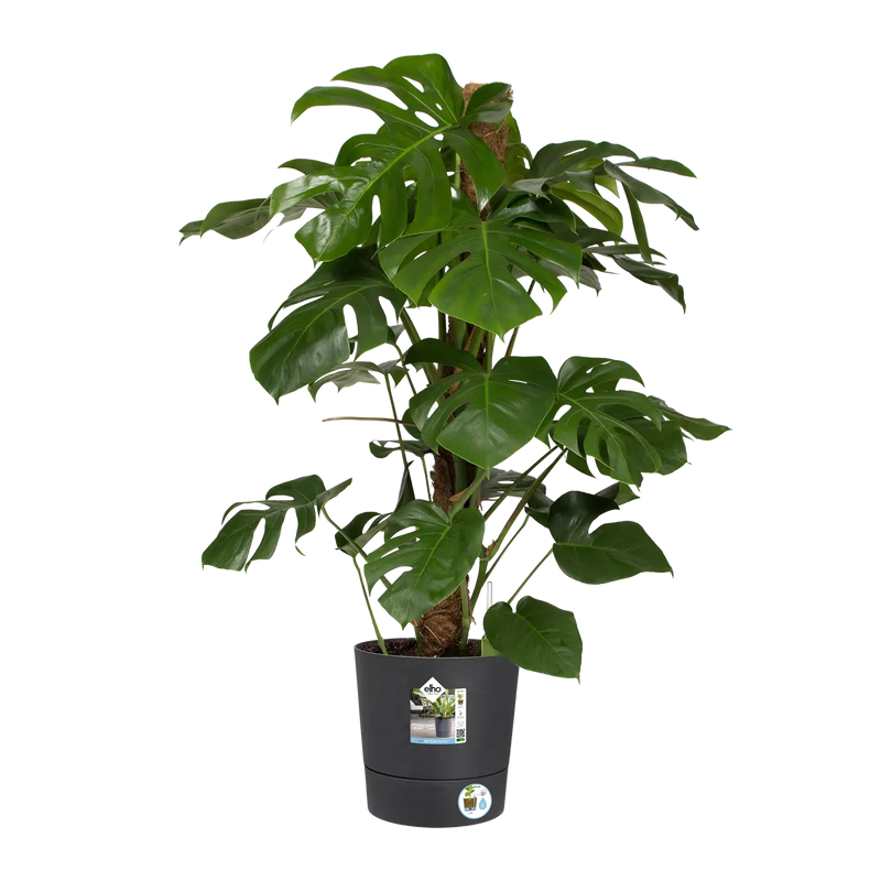 Greensense Aqua Care Round 30cm Charcoal Grey