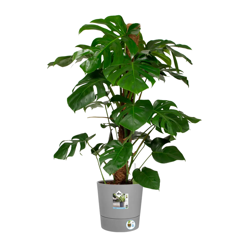 Greensense Aqua Care Round 30cm Light Concrete