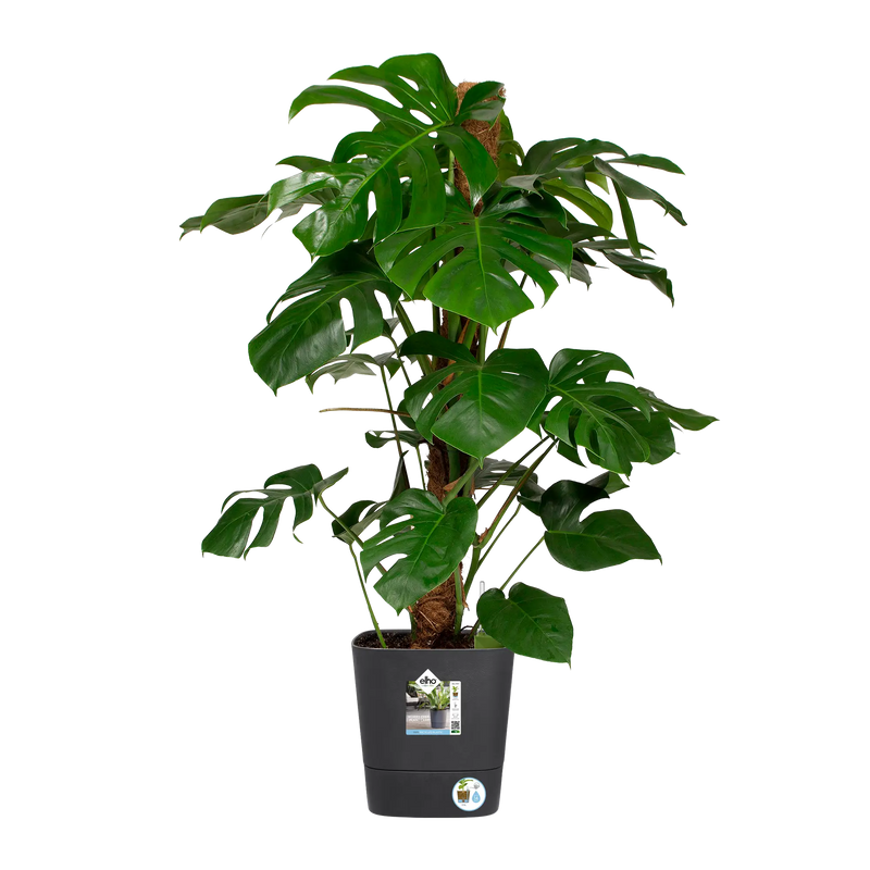 Greensense Aqua Care Square 30cm Charcoal Grey