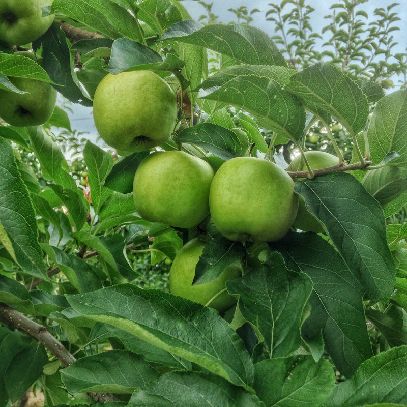 Grenadier apple tree – green cooking apples