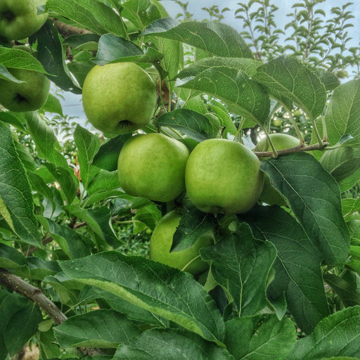 Grenadier apple tree – green cooking apples