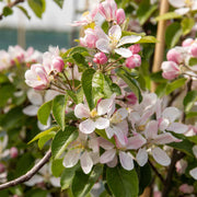 Grenadier apple tree – foliage, fruit or mature form