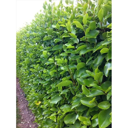 Griselinia littoralis 'Variegata' with glossy green and cream variegated leaves