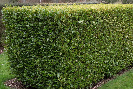 Variegated Griselinia growing as a dense evergreen shrub