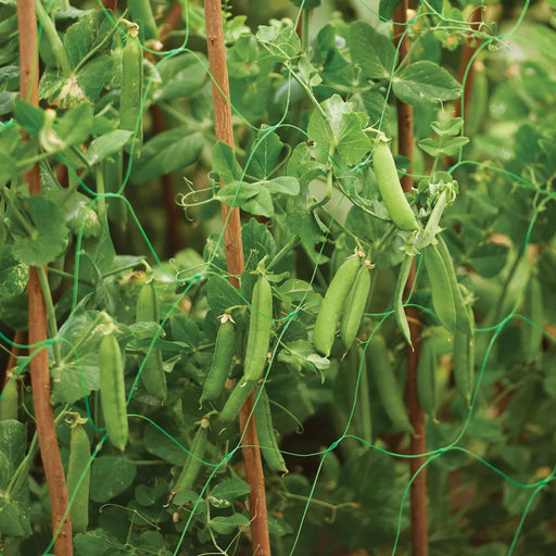Grow It Pea & Bean Support Netting 6x1.7m Green — product view