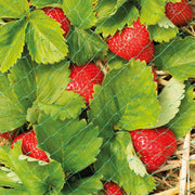 Grow It Protective Fruit & Crop Netting 10x4m — product view