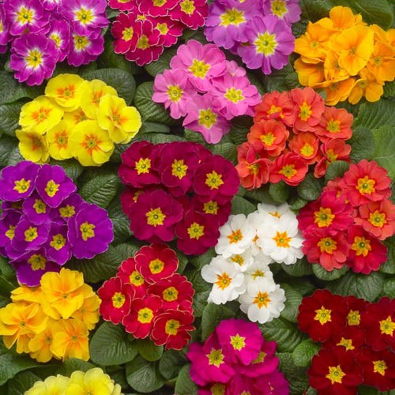 Primrose Mix Coloured (Pack of 6)