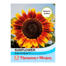 Sunflower Solar Eclipse