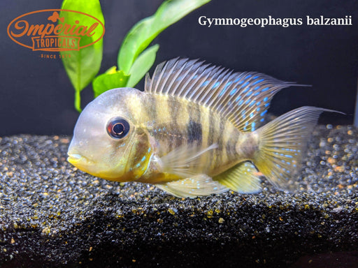 Gymnogeophagus balzanii cichlid aquarium fish