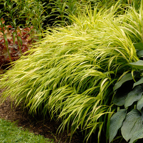 Hakonechloa 'All Gold' 2L