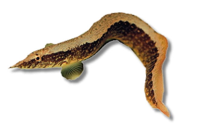 Half-banded spiny eel (Macrognathus circumcinctus), Petra Aqua supplier image