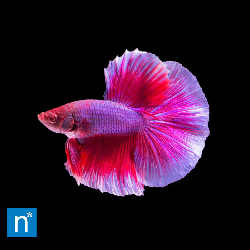 Red Half Moon Male Siamese Fighter XL | Betta splendens – representative fish on black background with Newlands logo; colour and fin shape vary