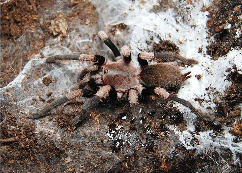 Himalayan Banded Earthtiger Tarantula | Haplocosmia himalayana s/med