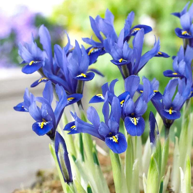 Iris reticulata 'Harmony' (12 Pack)