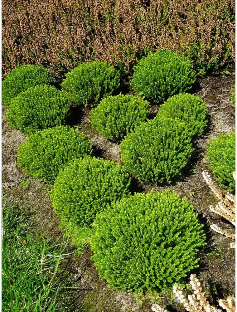 Hebe 'Emerald Green' 2 Litre