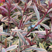 Hebe 'Golden Sunrise'