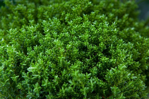 Hebe 'Green Globe' forming a compact rounded evergreen mound