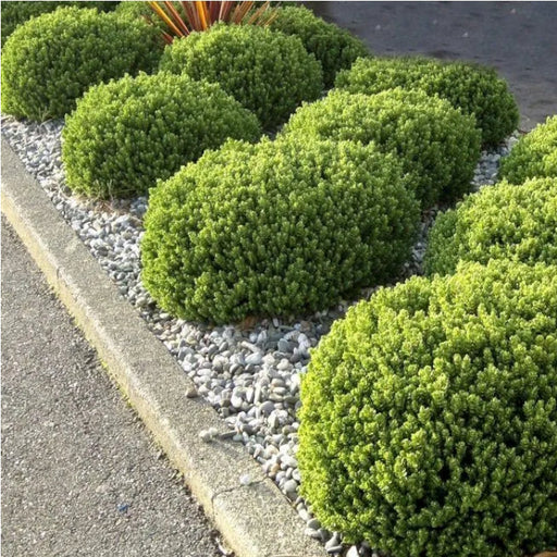 Close-up of Hebe 'Green Globe' dense emerald foliage