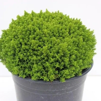 Hebe 'Emerald Green'  P13