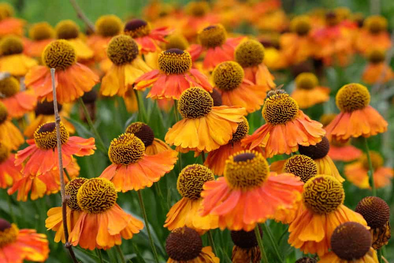 Helenium 'Short n Sassy' 2L