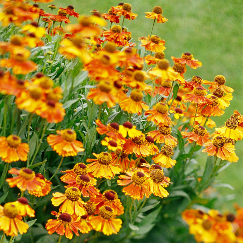 Helenium 'Short n Sassy' 2L