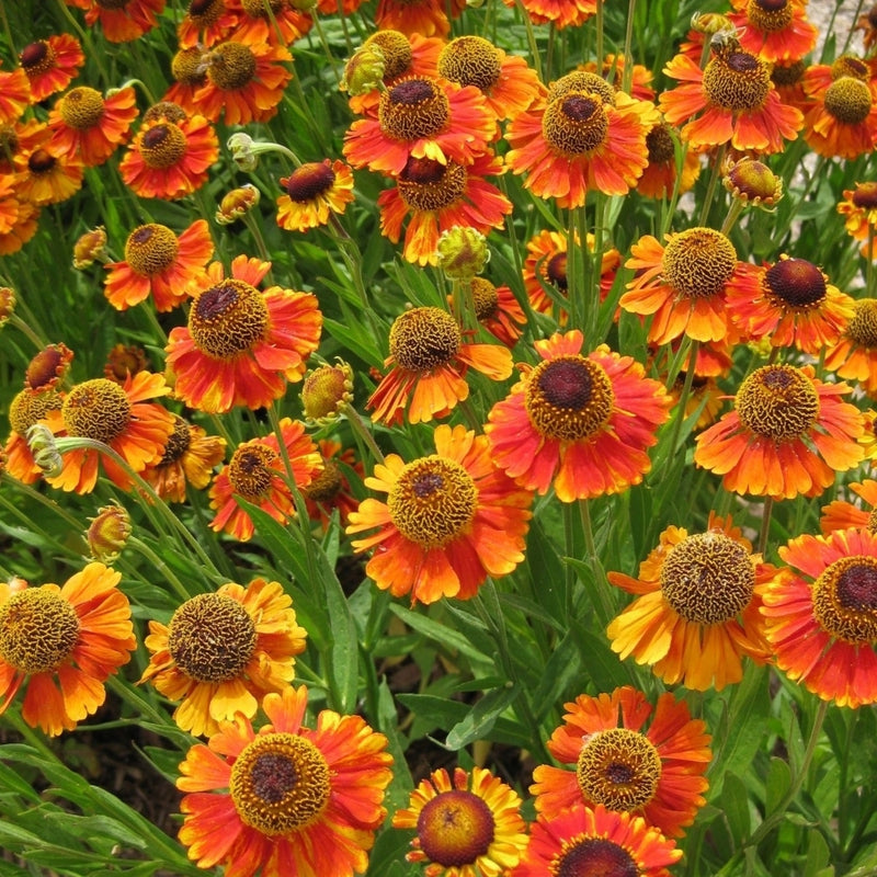 Helenium 'Mardi Gras'  (2 Litre)
